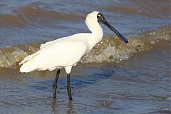 Royal Spoonbill